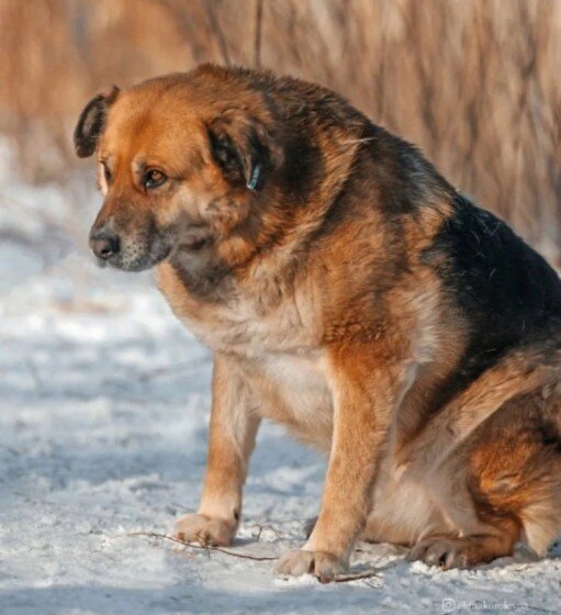 Жуля-Булочка © Фото из архива приюта 