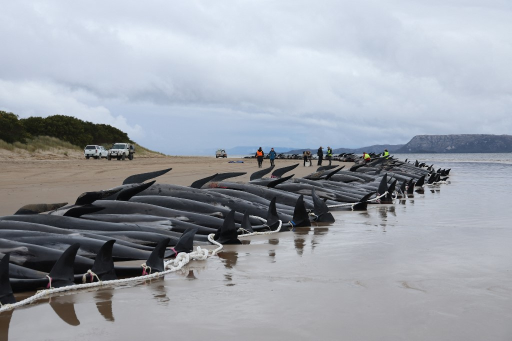 Почему киты выбрасываются на берегу. Киты выбросились на берег 2022. Киты выбрасываются на берег. Дельфины выбрасываются на берег. Черные дельфины выбросились на берег.