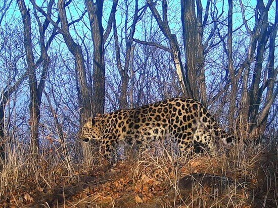     фото кадр из видео Национального парка Земля леопарда