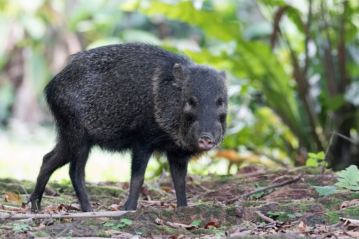 - Сейчас братва подтянется!