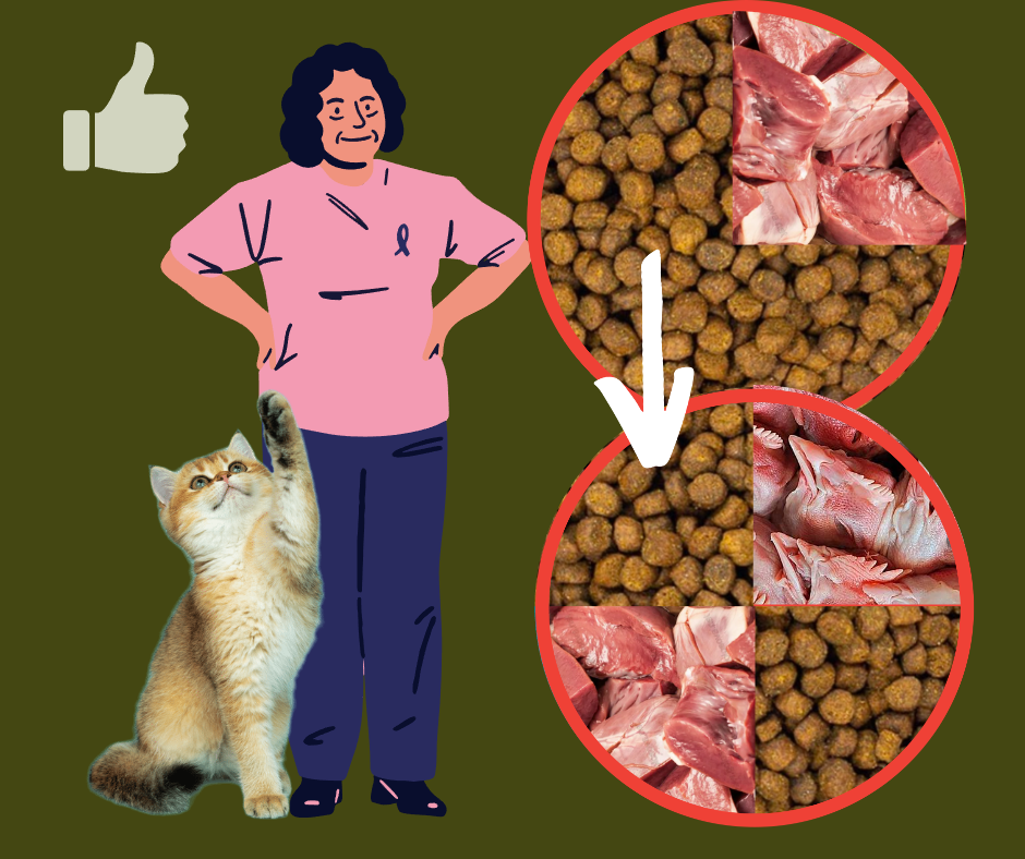 Рецепт как перевести кошку на правильное видотипичное питание | Советы ...