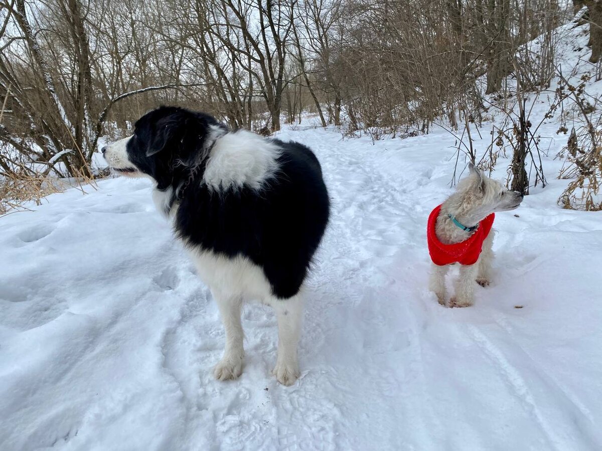 У каждой собаки своя голова на плечах и свои интересы