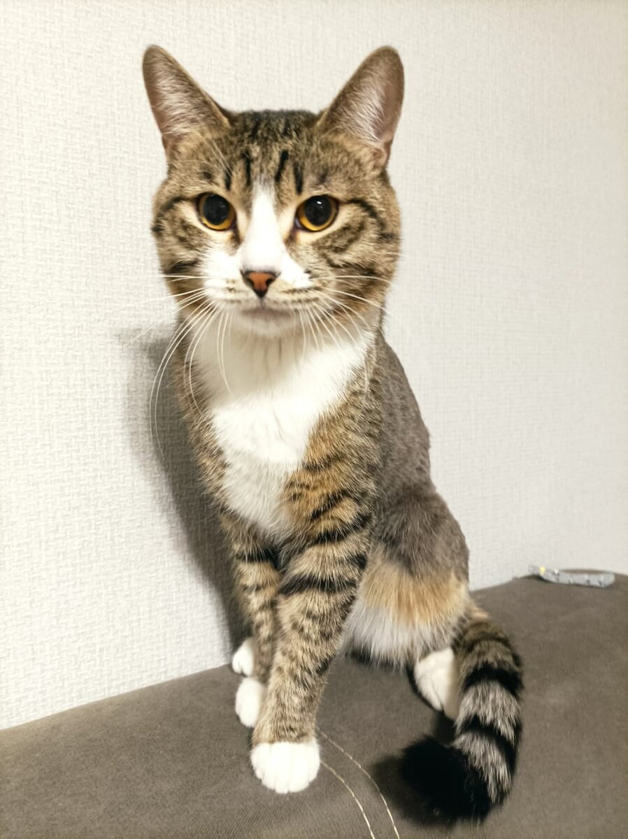  котик с выбритой спиной 