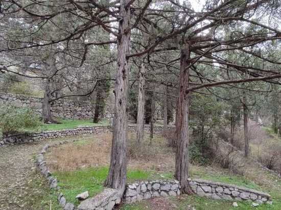     100-летний можжевельник в Симеизе