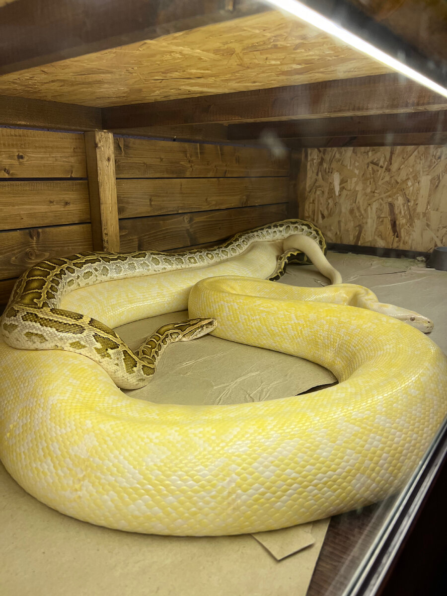 Процесс спаривая двух тиграшей 😊