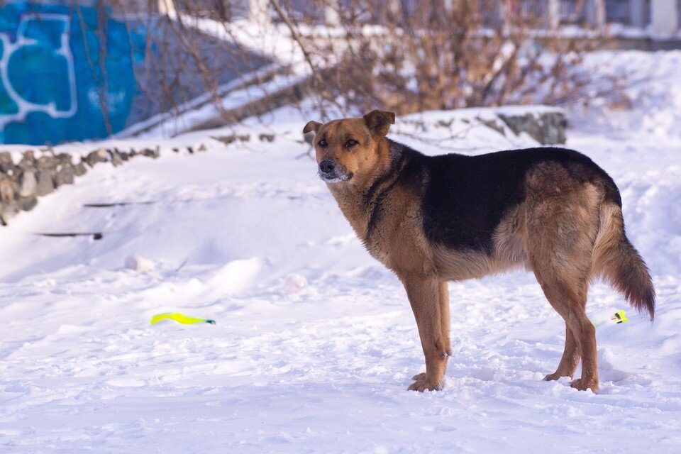     Бездомные псы сбиваются в стаи и пугают людей Алексей БУЛАТОВ