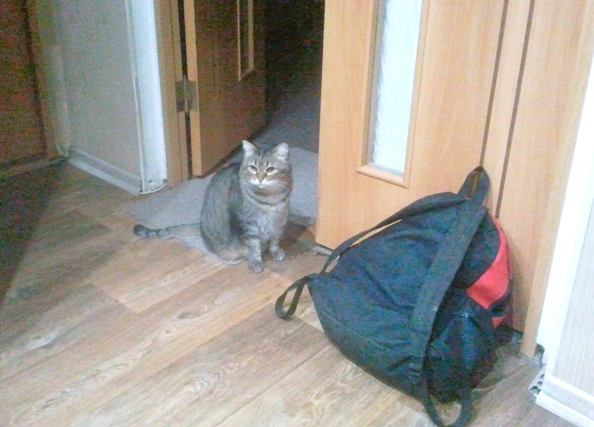 Мурка встречает нас и собаку после прогулки