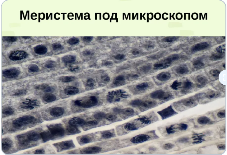 Тип клеток образовательной ткани. Апикальная меристема под микроскопом. Образовательная ткань под микроскопом. Образовательная ткань микроскоп. Клетки меристемы.