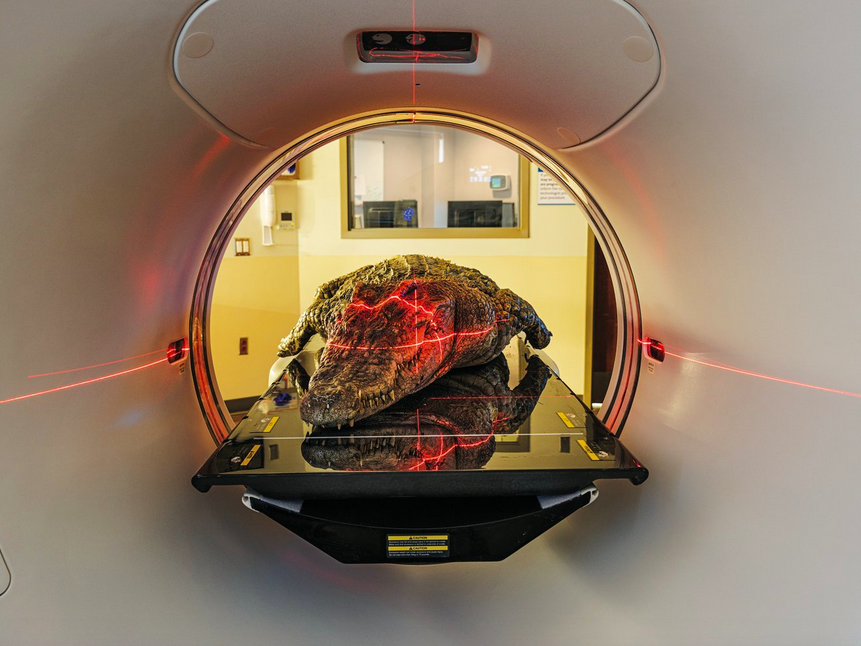 Вот уже более двух десятилетий через томографы больницы О’Бленесс в штате Огайо проходит вереница замороженных трупов животных, среди которых и этот сиамский крокодил. Лоуренс Уитмер, палеонтолог из находящегося неподалеку Университета Огайо, использует результаты сканирования современных животных, чтобы реконструировать и понять анатомию вымерших динозавров. Фото: Паоло Вердзоне