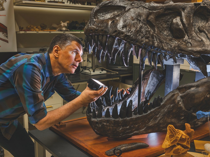 Лоуренс Уитмер рассматривает слепок черепа тираннозавра в своей лаборатории в Университете Огайо. Форма черепной коробки говорит о том, что у тираннозавра было очень хорошее обоняние. Исследование, проведенное в 2019 году, показало, что генов, отвечающих за обонятельные рецепторы, у него было в полтора раза больше, чем у человека, – к такому заключению ученые пришли, сопоставив сравнительные размеры участка мозга, обрабатывающего запахи. Фото: Паоло Вердзоне
