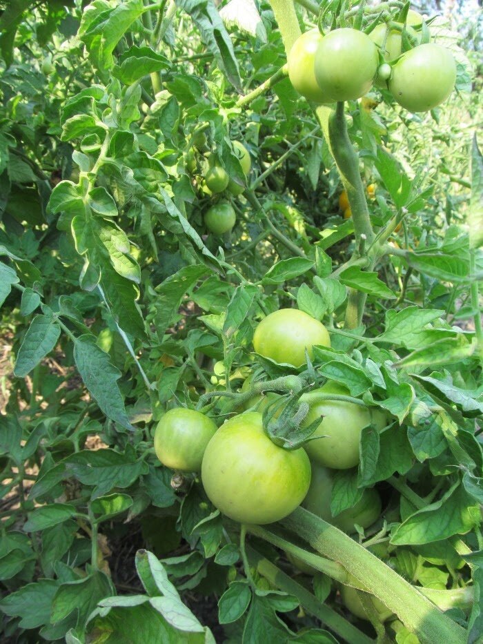 Лучший срок посадки томатов на рассаду: не перерастают, не вытягиваются, быстро приживаются. Раз запомнить - себе жизнь упростить и рассаде