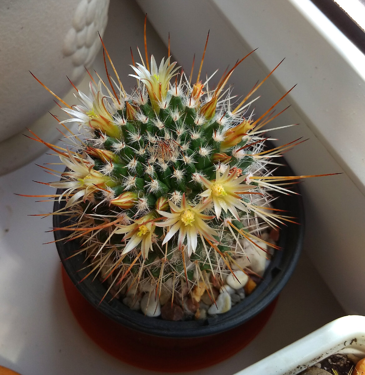 Mammillaria karwinskiana