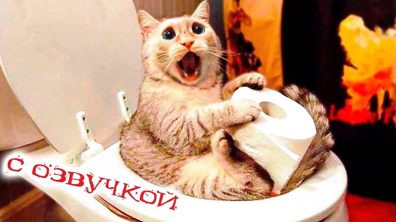 СМЕШНЫЕ КОТЫ 2023 И ДРУГИЕ ЖИВОТНЫЕ! ПРИКОЛЫ С КОТАМИ С ОЗВУЧКОЙ! СМЕШНЫЕ  ЖИВОТНЫЕ 2023