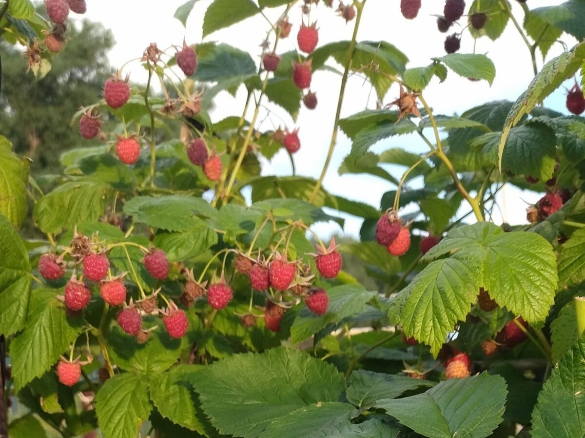 Малина бывает. Август малина. Малина в огороде. Malina Berry.