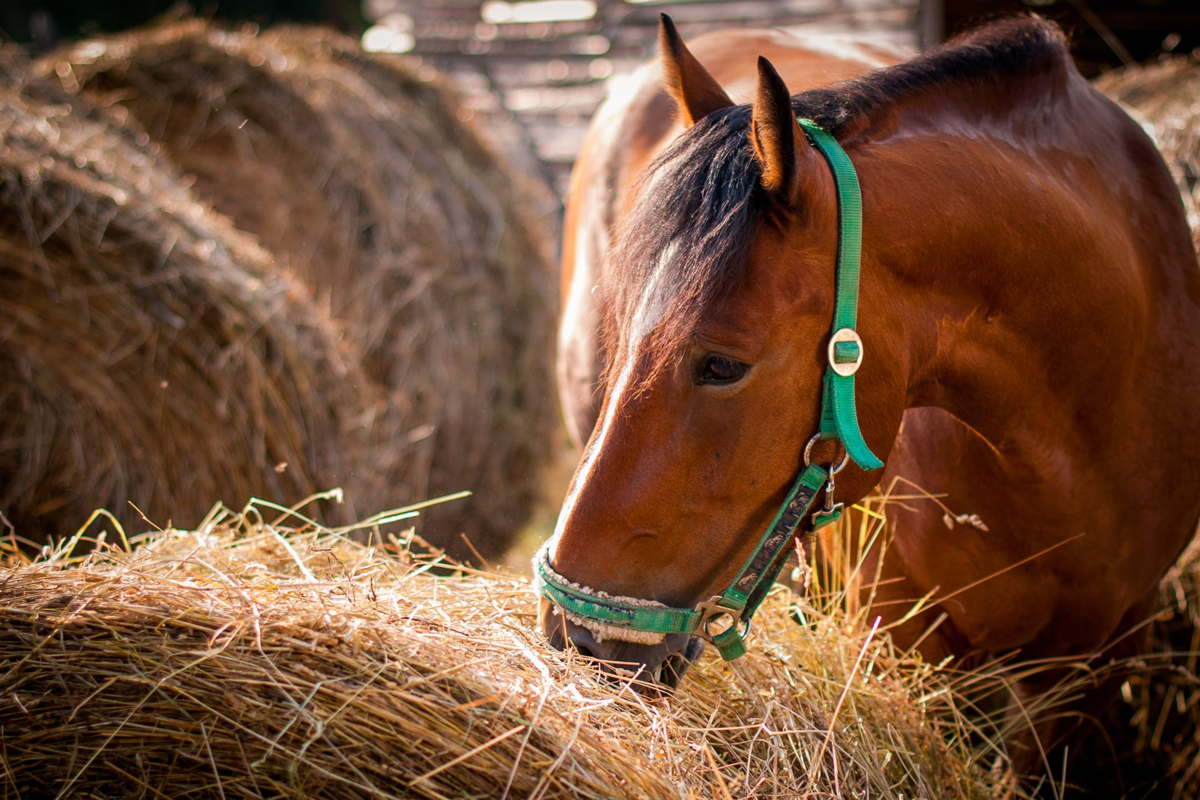 Horse care. Сено для лошадей. Лошадка и сено. Что едят лошади. Лошадь ест сено.