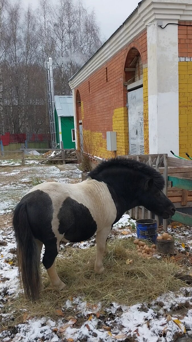 Пони Сантик