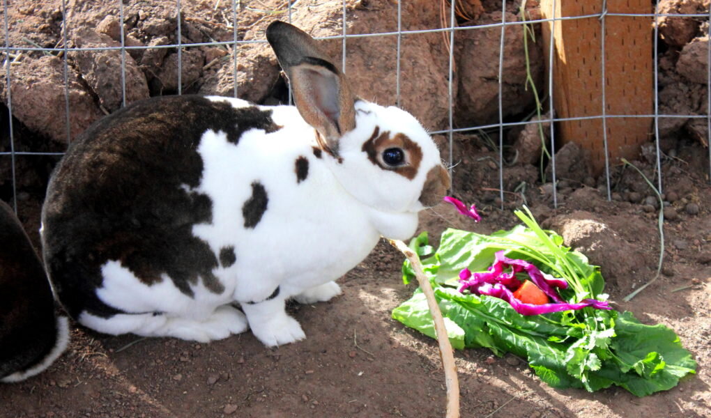 Откорм кроликов