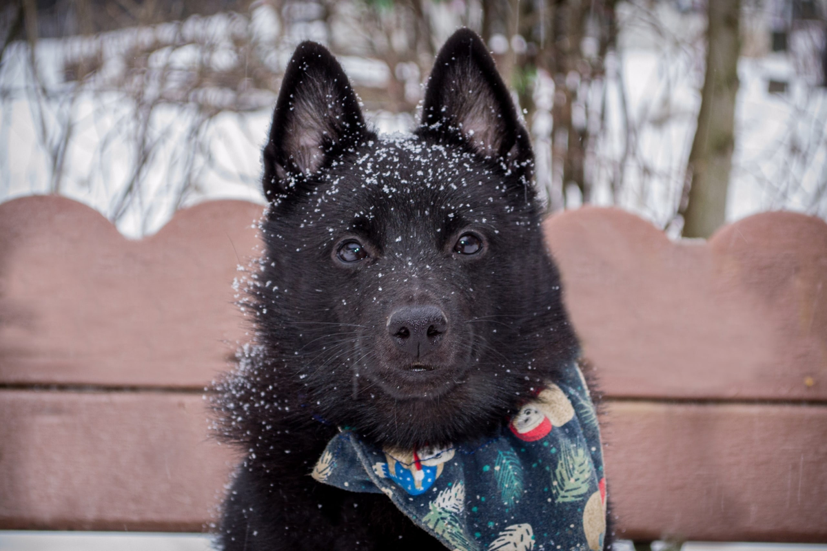 Чем обрабатывать то от клещей?