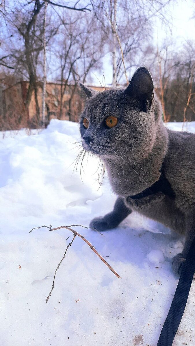 Мартин на прогулке