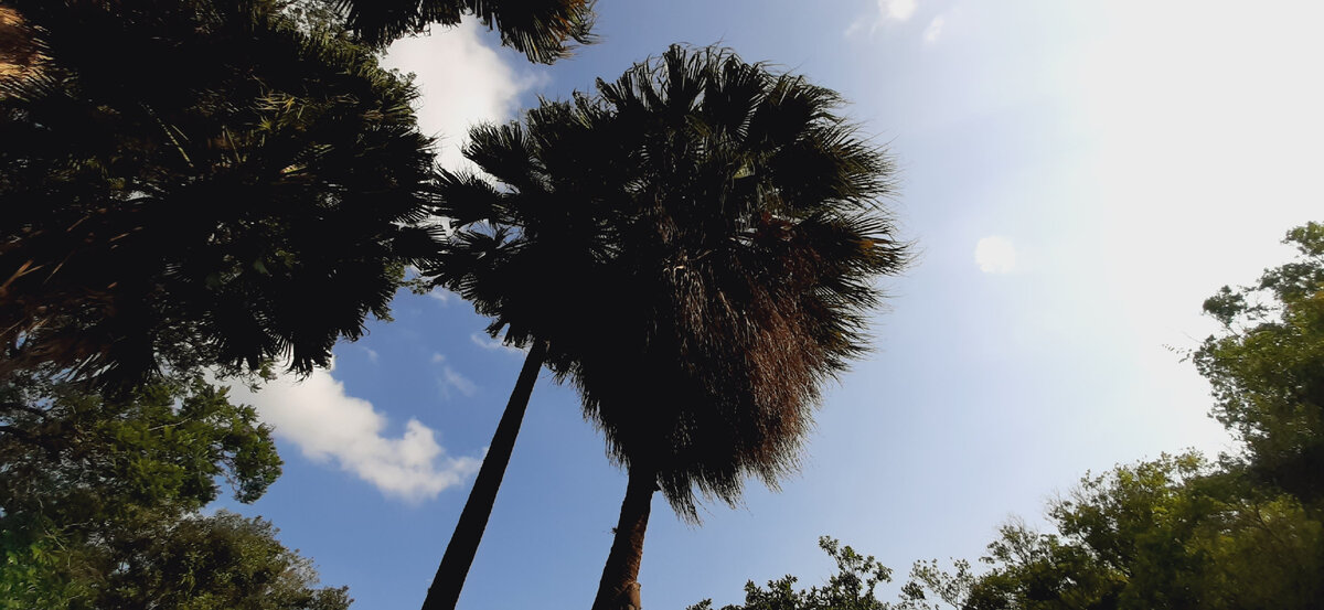 Бразилия, кампинас. Фото мое.