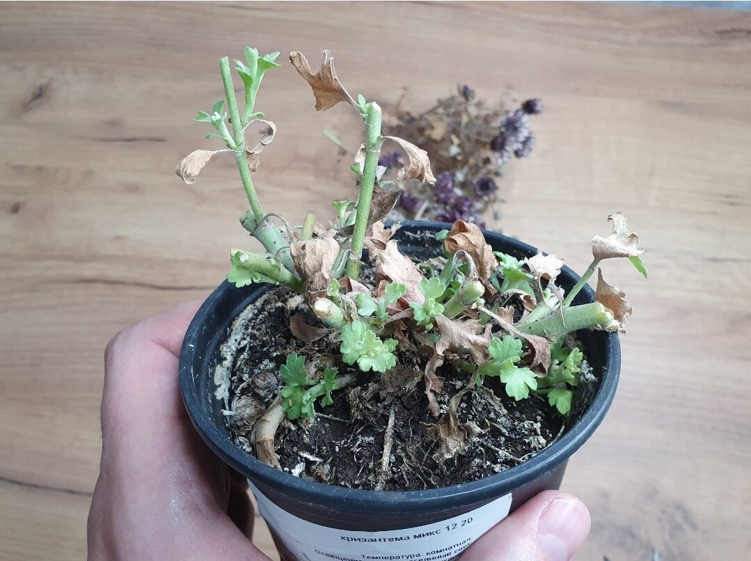 Убрал весь мусор засохший, а там новая жизнь!