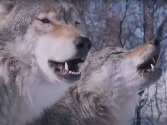   Кадр из видео