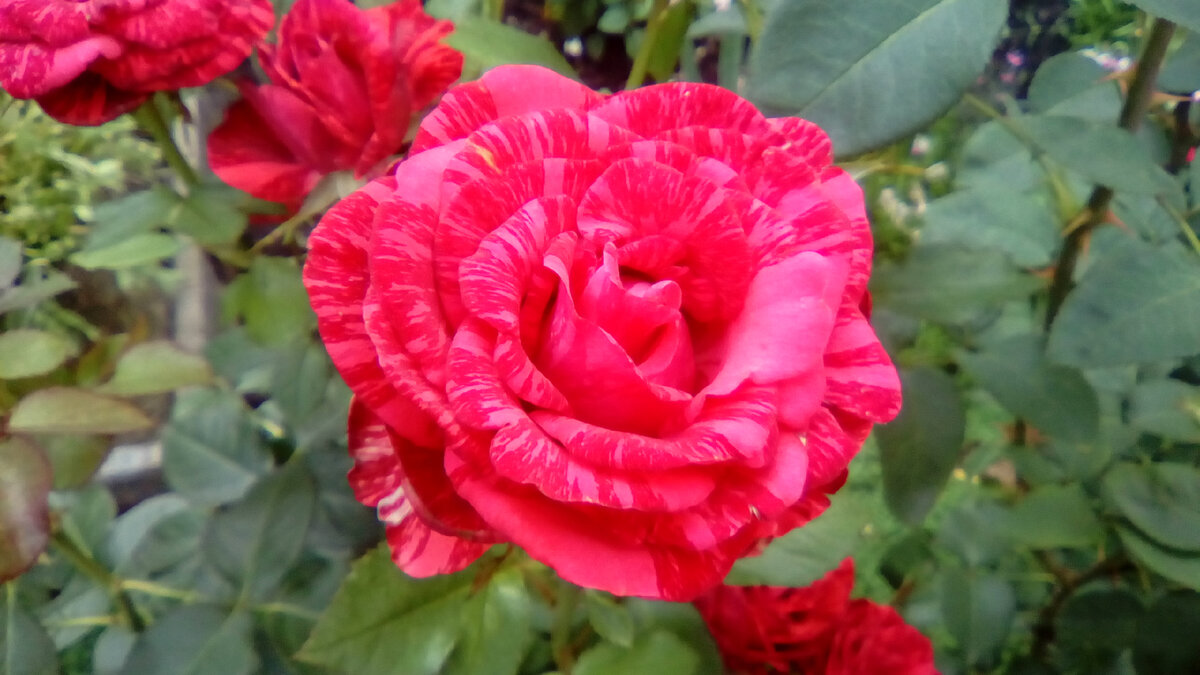 Сорт розы 