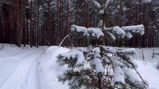 Морозный лес прогулка сосна парень