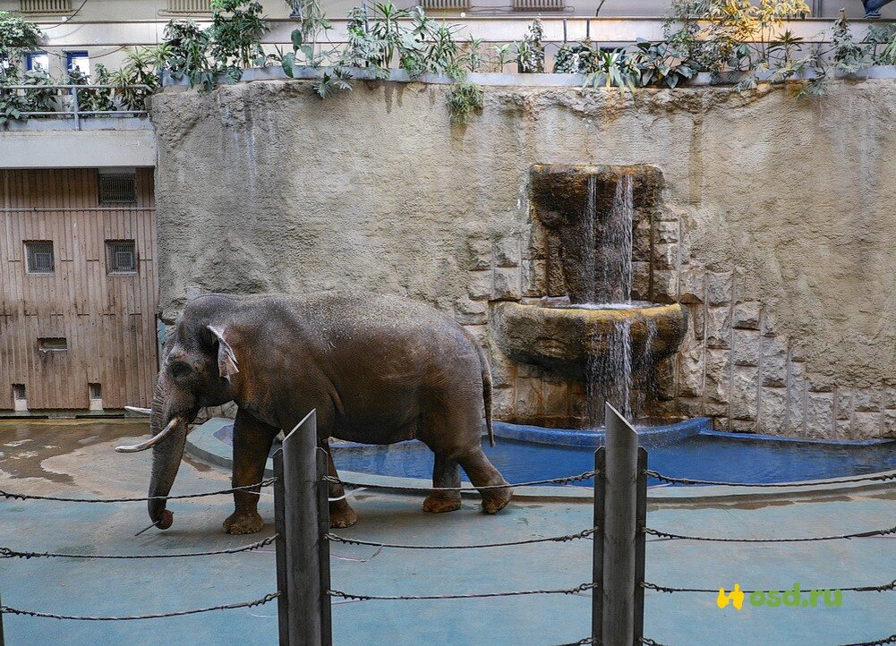 Московский зоопарк, слоновник.