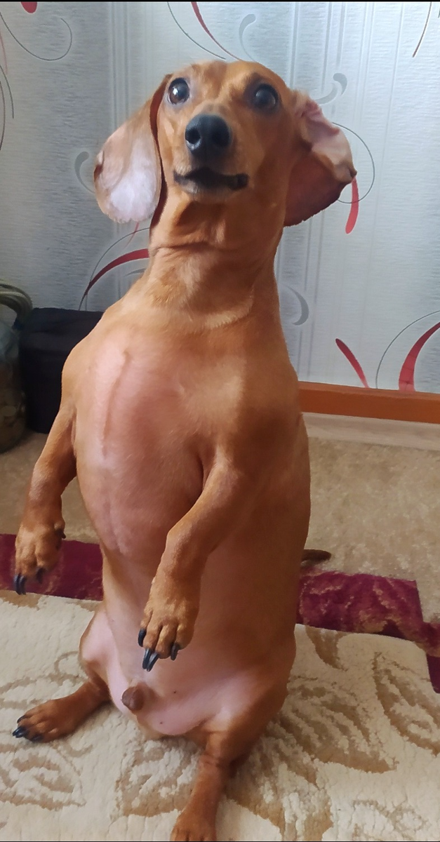 Арчи участвует в нашем разговоре. Всем видом показывает, что он в теме.