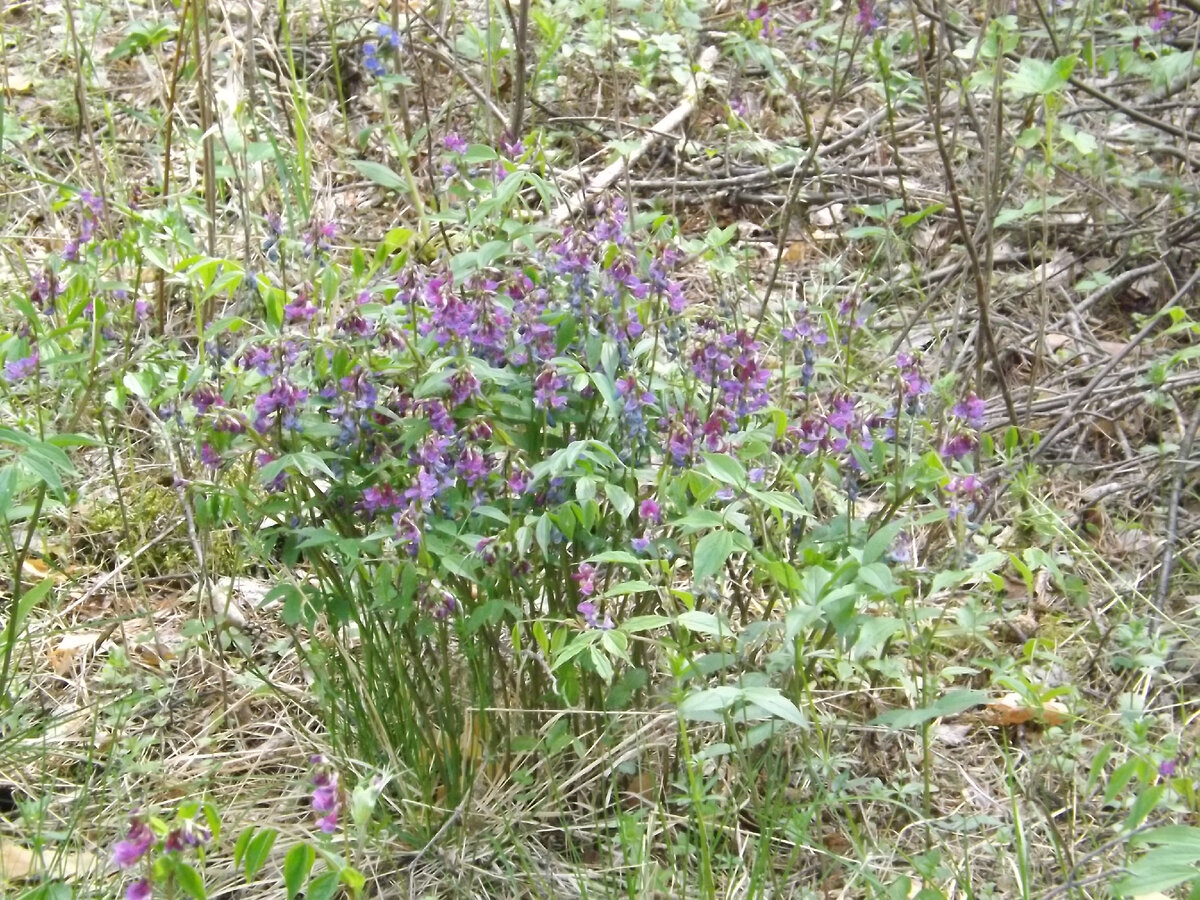 Майский клевер