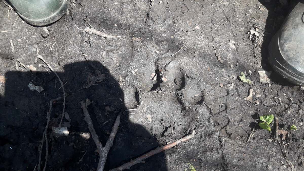 Вот такие следы мы встретили в один из походов за черемшой.
