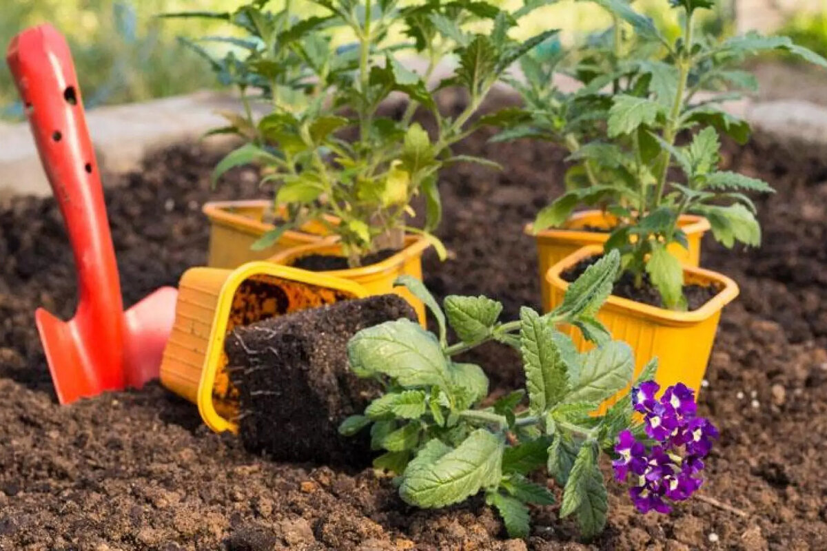     5 частых ошибок выращивания рассады вербены из-за которых вы не увидите пышного цветения