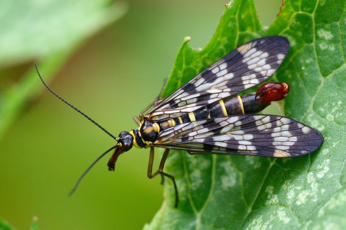 Настоящие скорпионницы или скорпионовые мухи (Panorpidae) – не так страшен  чёрт, как его малюют. | Paleo-end-arthropods (Доисторическая фауна и  членистоногие) | Дзен