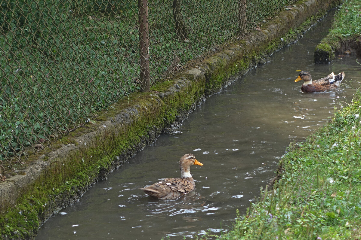 Домашние животные