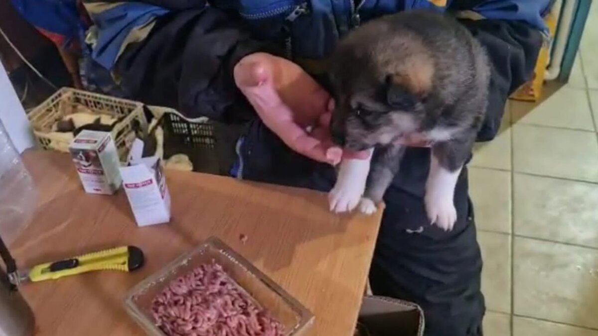 Чем кормить щенка 