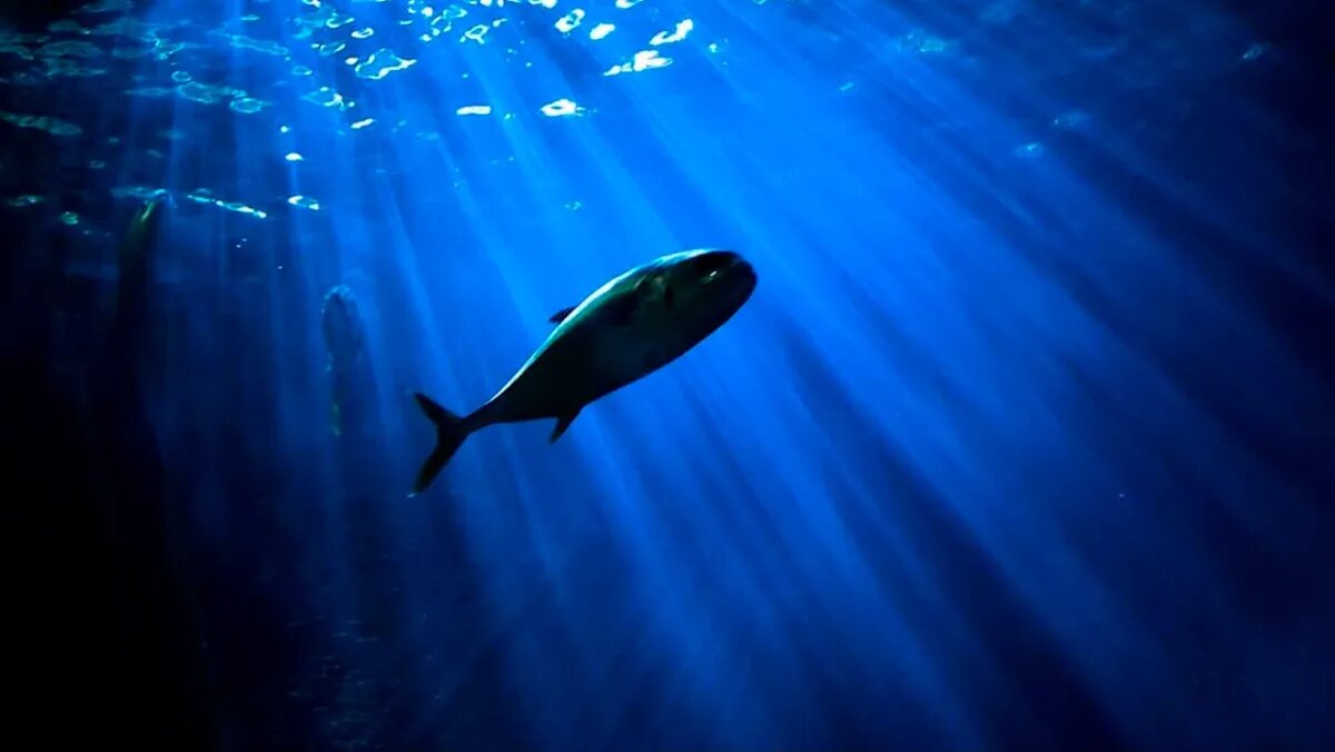 Фото: piqsels.com