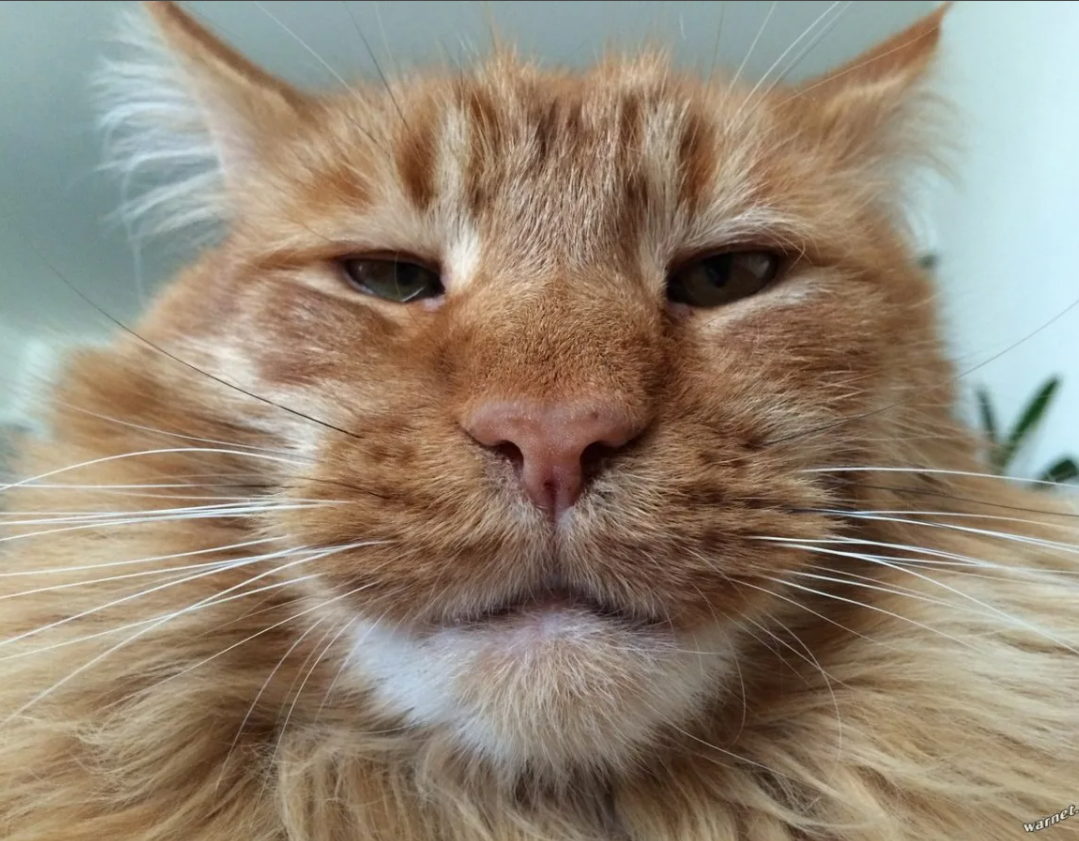 яндекс фото