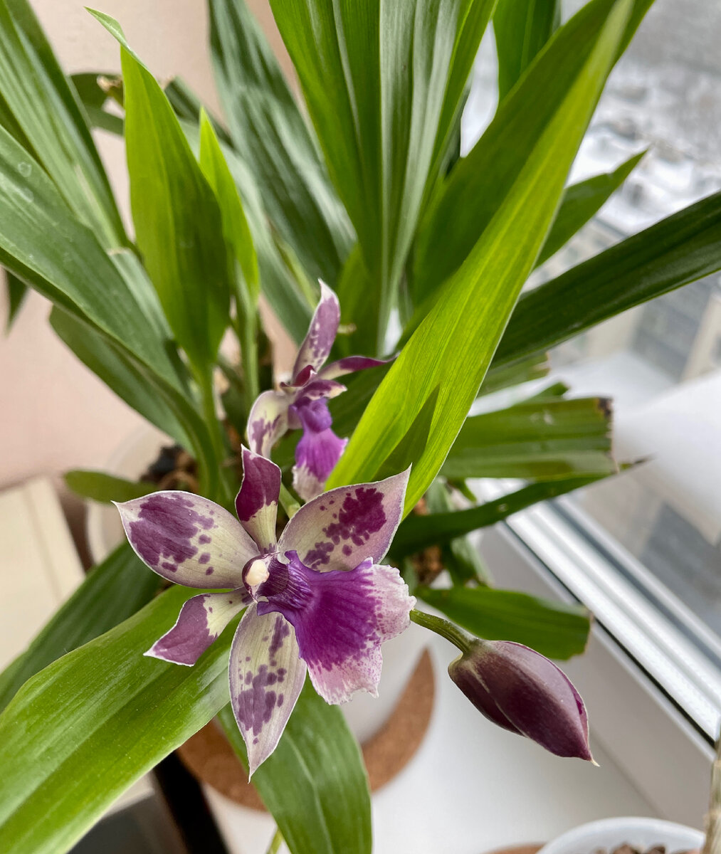 Зигопеталум 