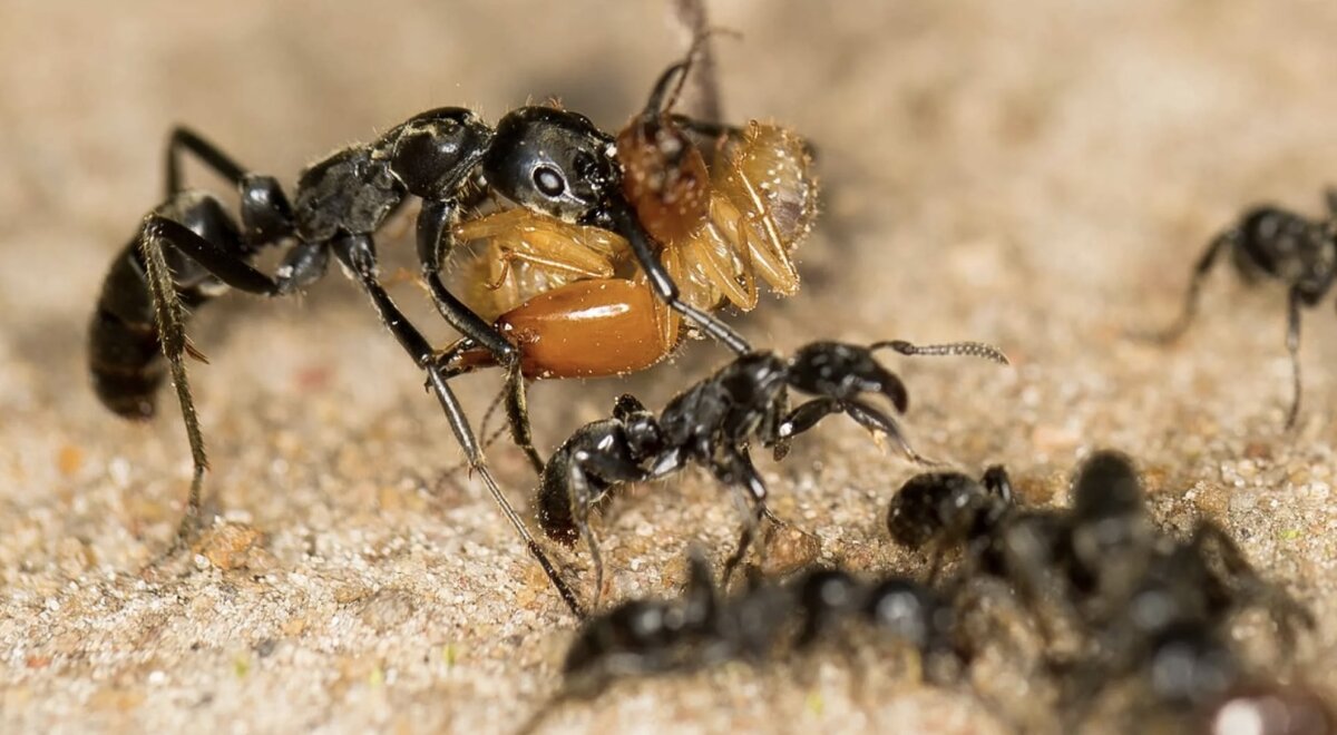 Как живут муравьи в природе | BlackAnt_world | Дзен