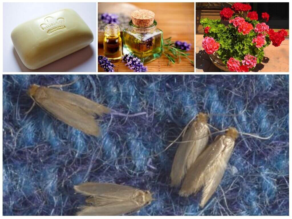    Домашние средства от моли Константин Крунев