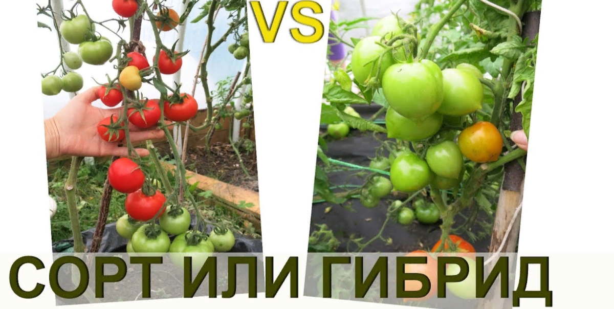 Аленин сад томаты. Сорт или гибрид. Что лучше сорт или гибрид томата. Сорт и гибрид в чем разница.
