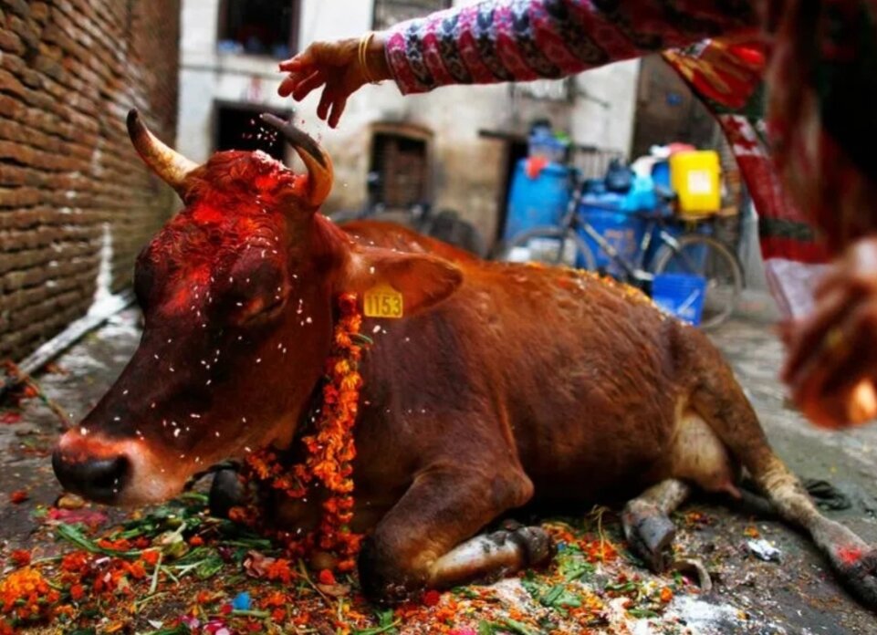 Священных коров в Индии осыпают цветам