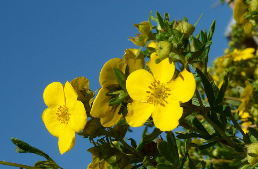 Фото: pxhere.com 