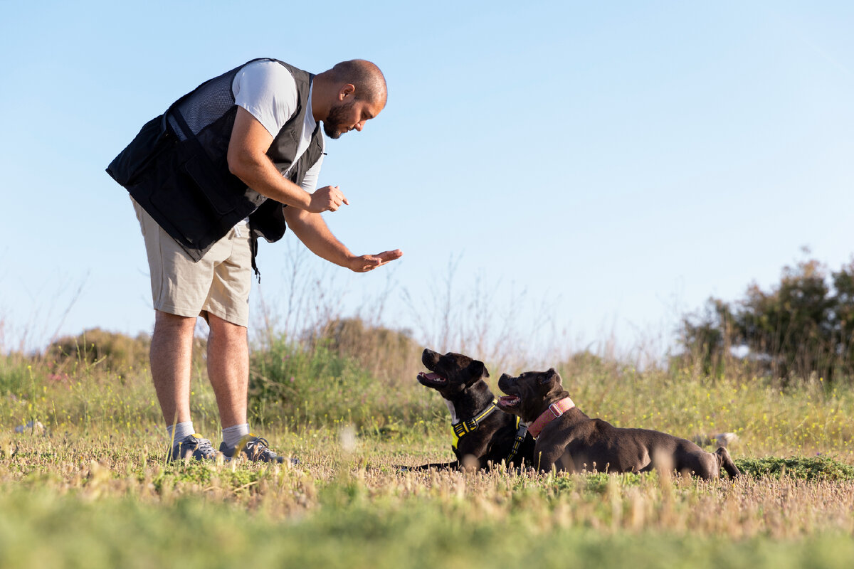 active dog