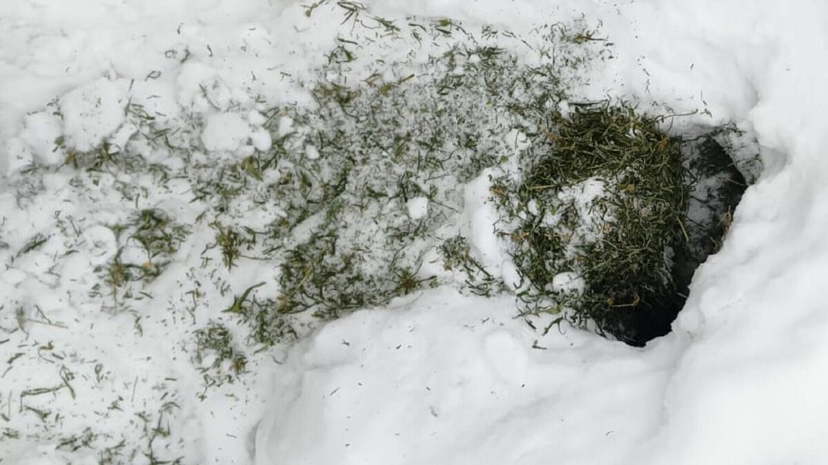     В ходе оперативно-розыскных мероприятий сотрудники специализированного отдела МО МВД России «Увинский» совместно с участковым уполномоченным по подозрению в незаконном хранении наркотиков задержали 36-летнего неработающего, ранее судимого за аналогичные преступления местного жителя.