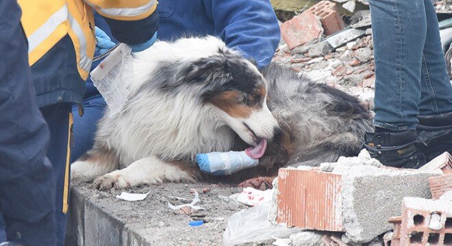 Фотографии отважных собак-спасателей в местах землетрясения в Турции