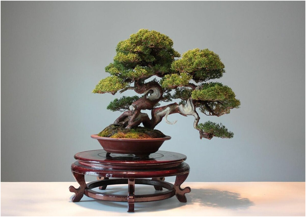 Источник: https://pro-dachnikov.com/rastenija/45571-bonsaj-japonija-77-foto.html