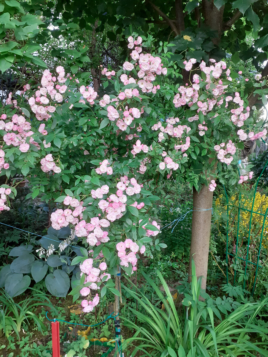 Моя любимица Heavenly Pink на штамбе