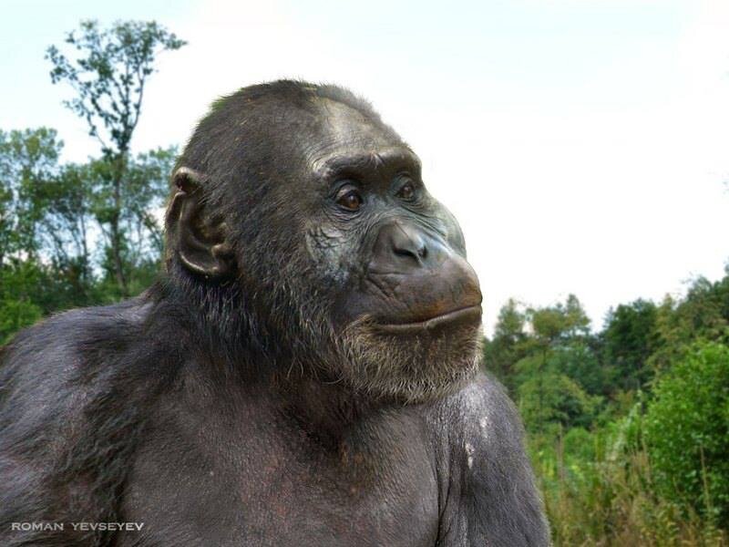 Этот парантроп размышляет: пожевать корневищ или навернуть бегемота? Paranthropus aethiopicus, реконструкция Романа Евсеева